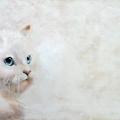 Le chat blanc